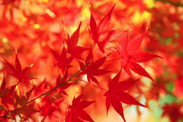 autumn-leaves_00001