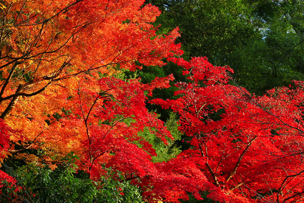 autumn-leaves_00180