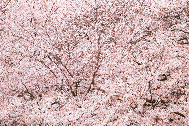cherry-blossom_00149