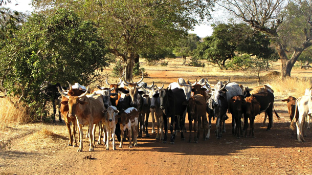 2015-02-Life-of-Pix-free-stock-photos-burkina-faso-cows-herd-Marie-de-Smedt copy