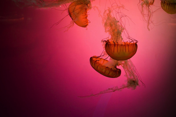 2015-02-Life-of-Pix-free-stock-photos-pink-jellyfish-water-Hide-Obara copy
