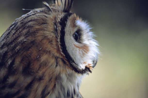 2015-04-Life-of-Pix-free-stock-photos-owl-bird-nature-head-photostockeditor copy
